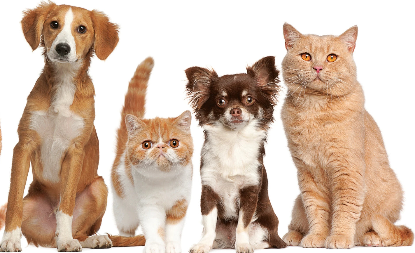 PET ACCESORIES